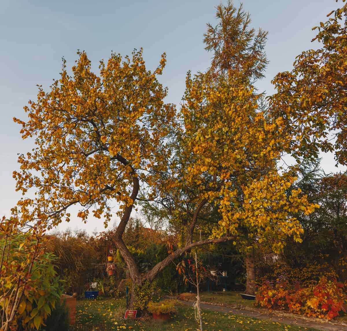 Vibrant autumn foliage, captured in a serene garden full of golden leaves