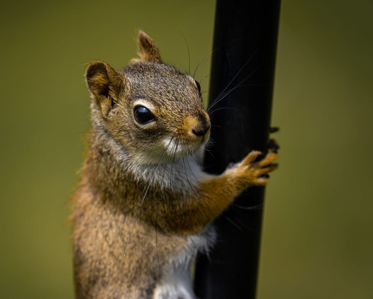 A squirrel climbing a metal pole in a garden
