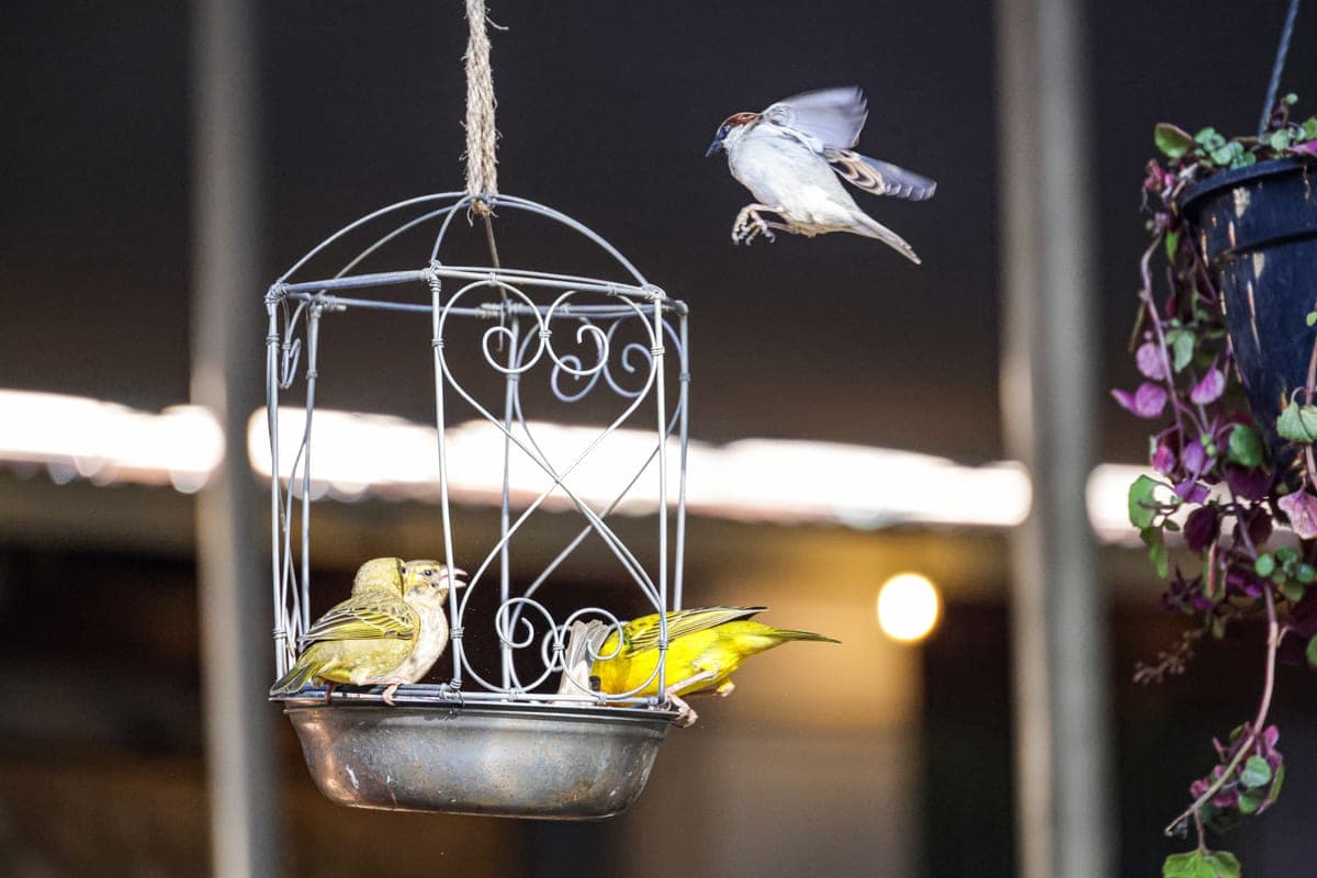 Vibrant birds feeding in a decorative hanging cage with one in flight