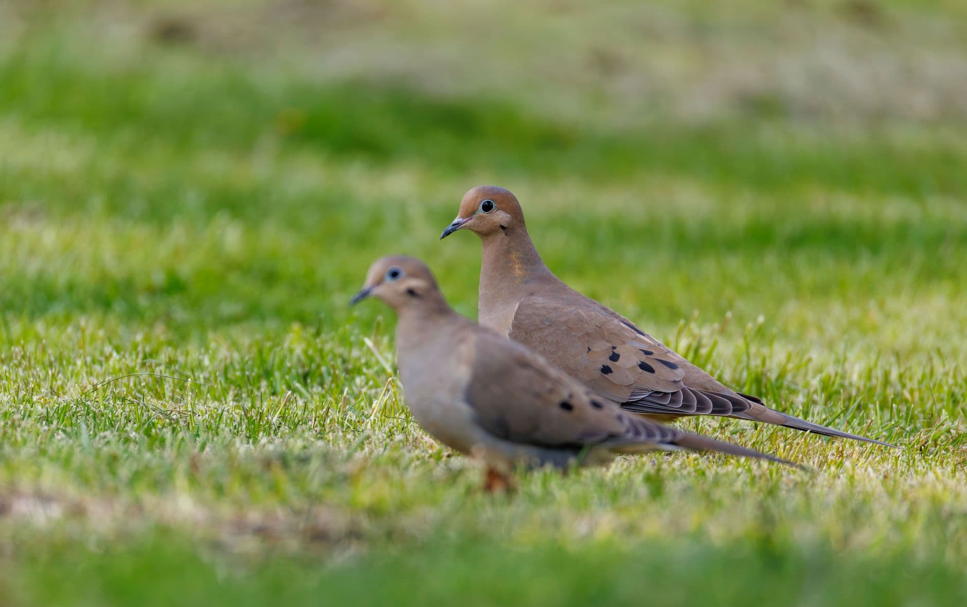 Two mourning doves resting on green grass