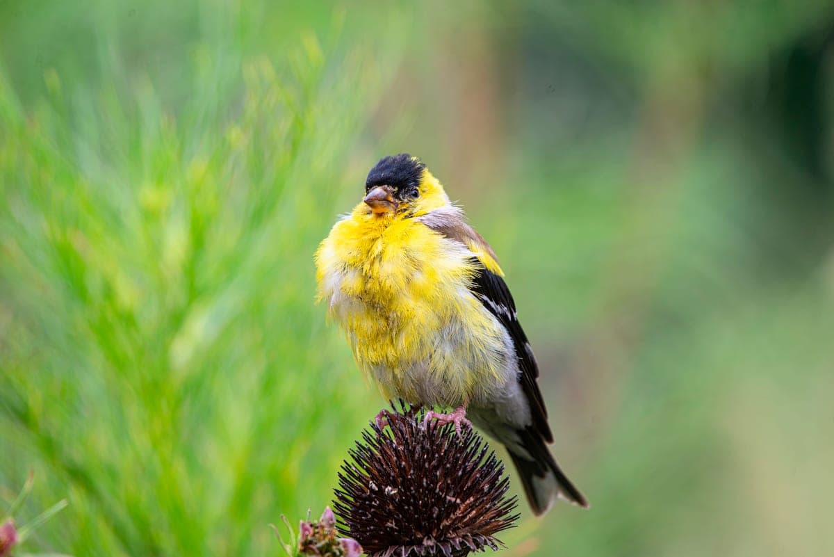 A goldfinch perched on a flower head