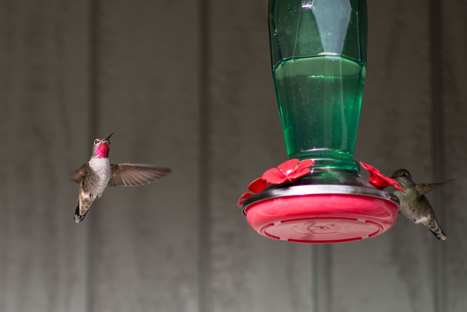 Hummingbirds hovering at a nectar feeder