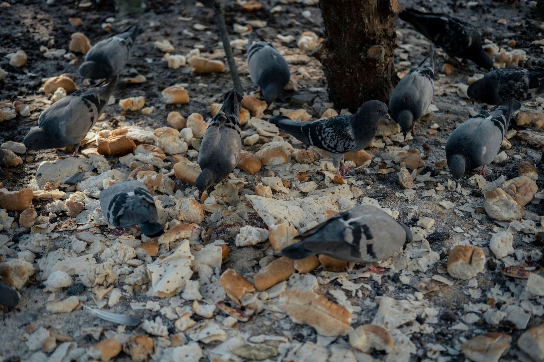 Pigeons on the ground pecking at scattered pieces of bread