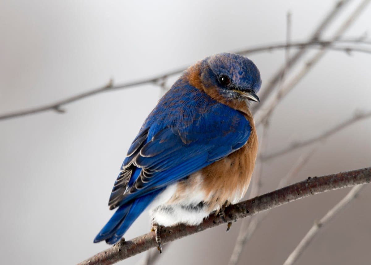 An eastern bluebird perched on a bare branch