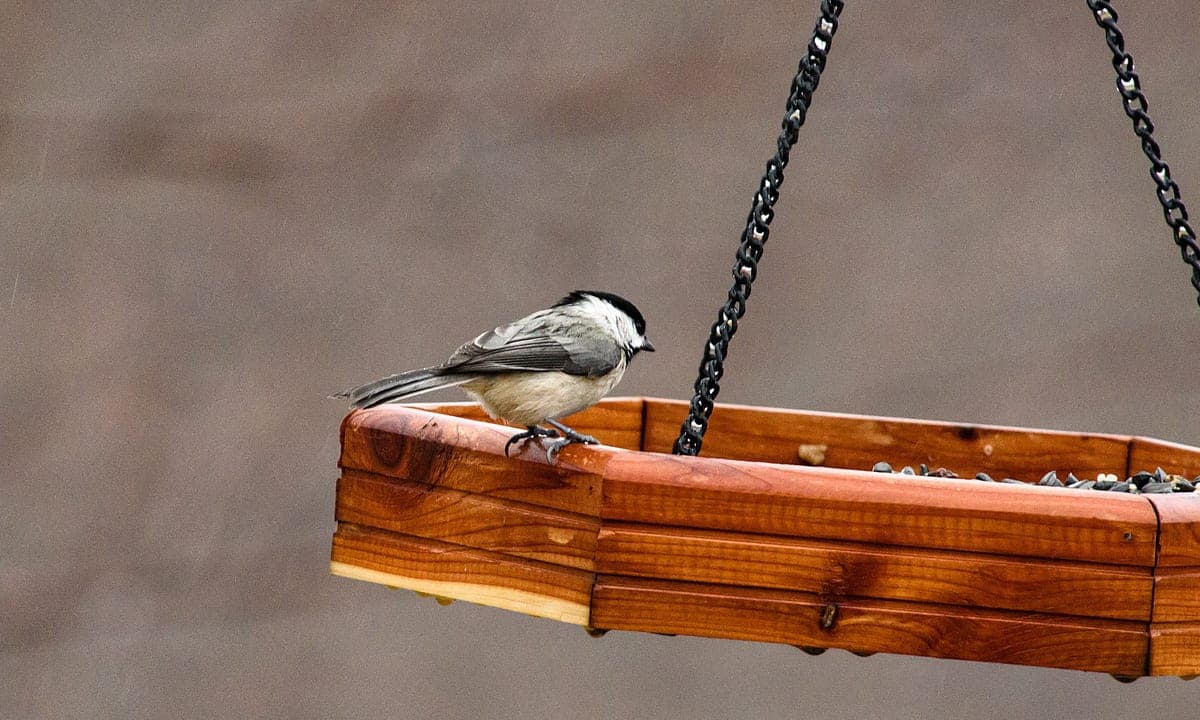 A chickadee resting on a wooden feeder during light rain