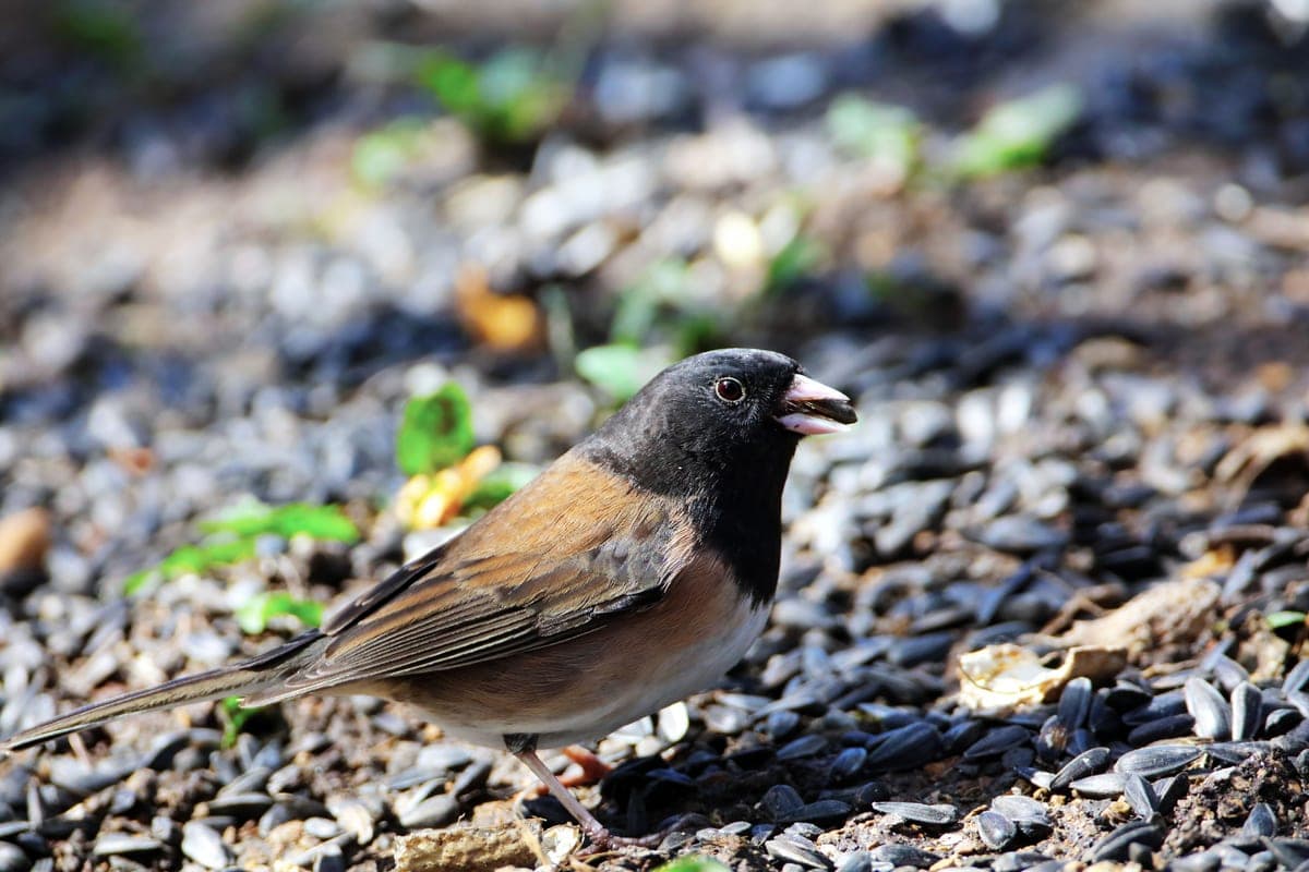 A dark-eyed junco picking up seed from the ground