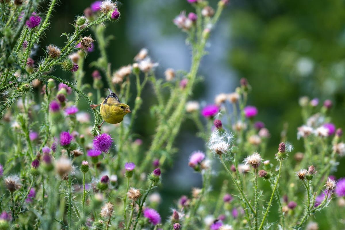 A yellow finch perched among blooming thistles
