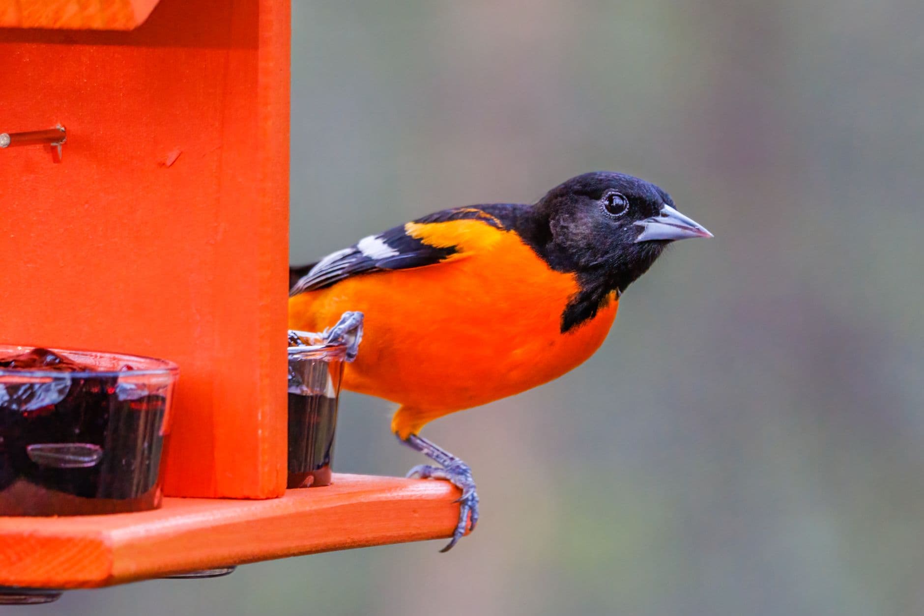 A Baltimore oriole with orange and black plumage perched on a feeder