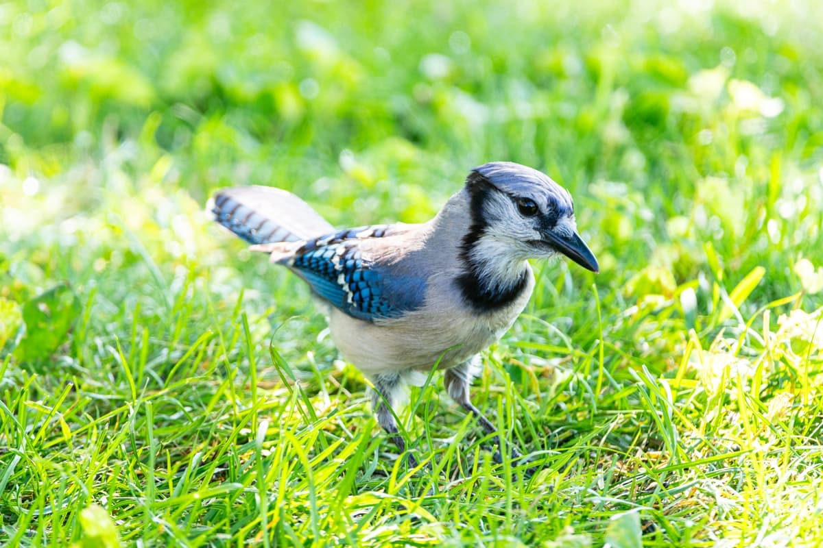 A blue jay standing on green grass