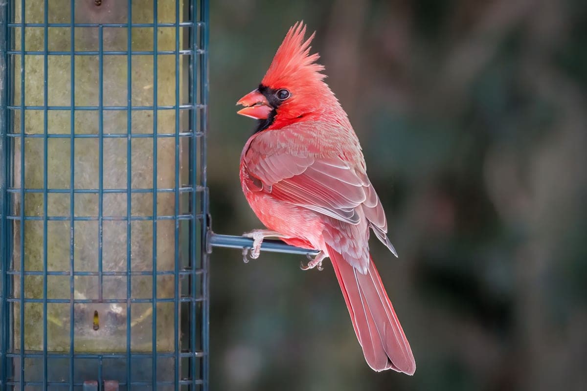 A male northern cardinal perched on a feeder