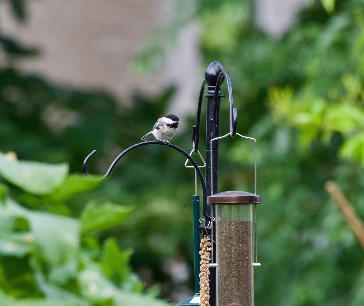 A feeder hook standing in a garden with a small bird perched on it