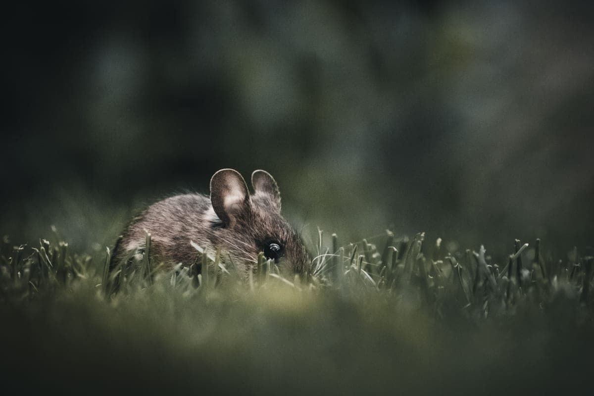 A small mouse in grass