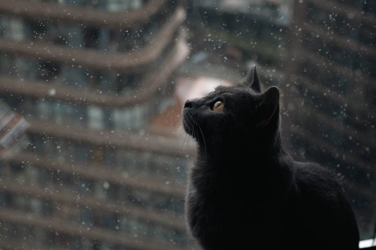 A black cat watching through a rain-streaked window from indoors