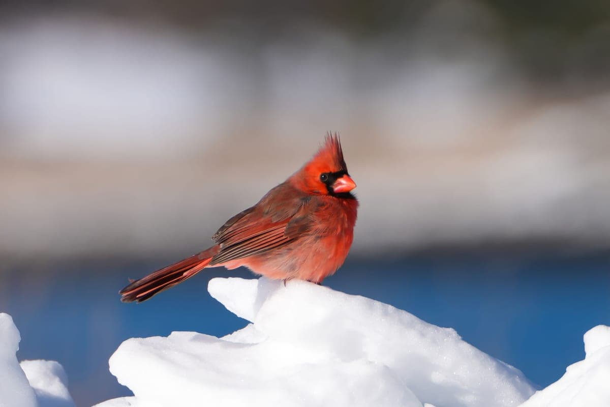 A northern cardinal standing out against winter snow