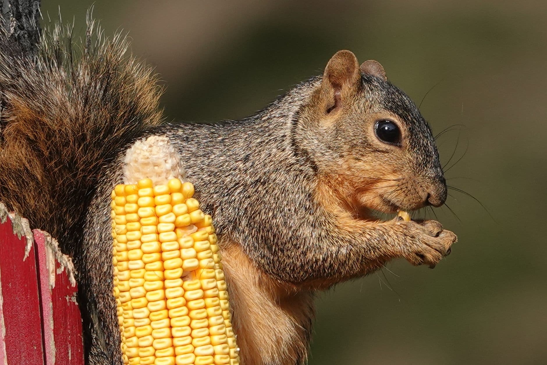 A gray squirrel eating corn in a backyard