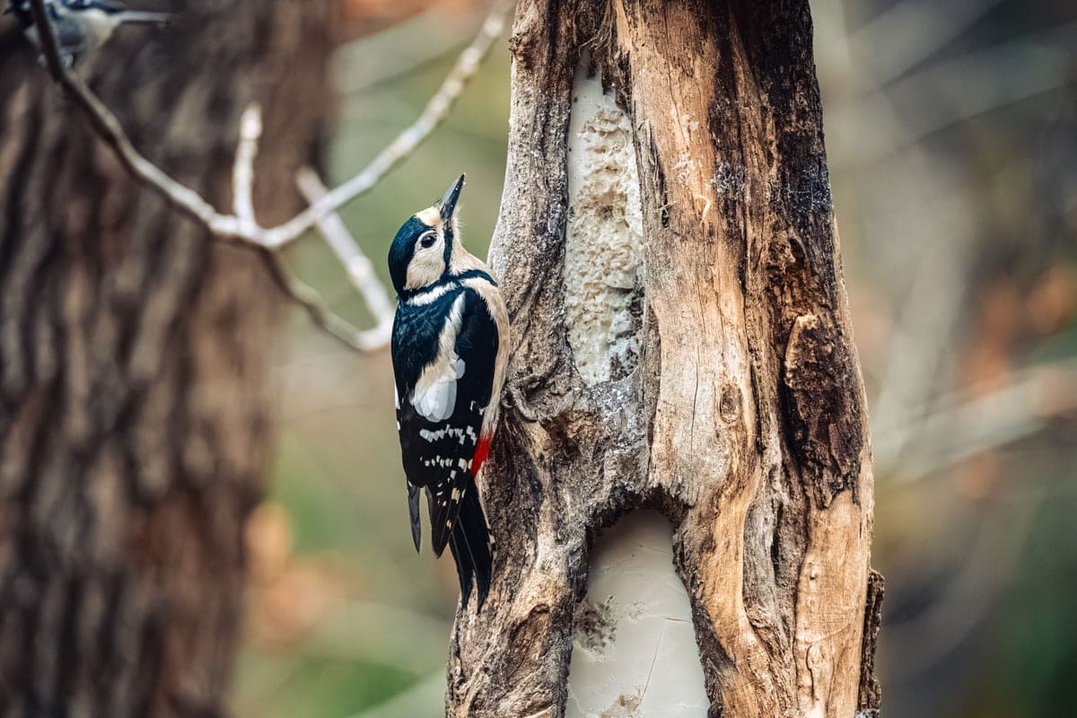 Close-up of a great spotted woodpecker perched on a tree in the forest
