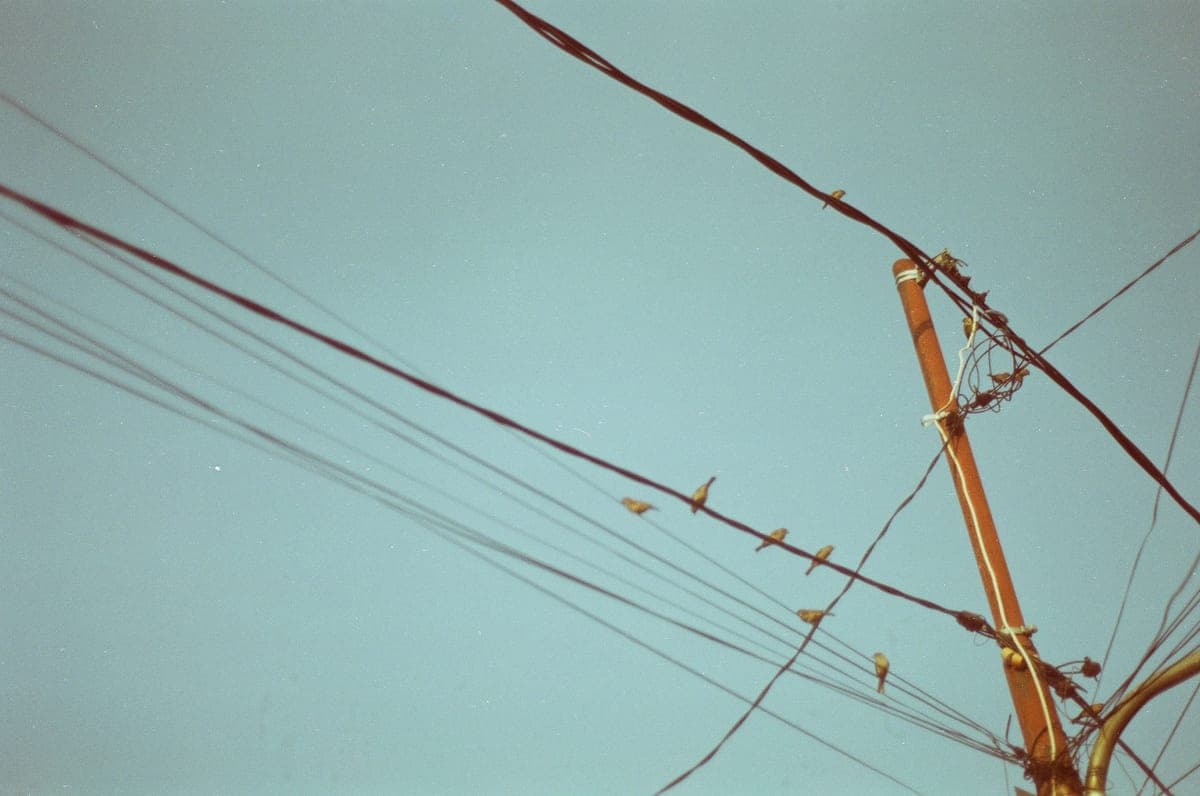 Birds resting on utility wires against a clear sky