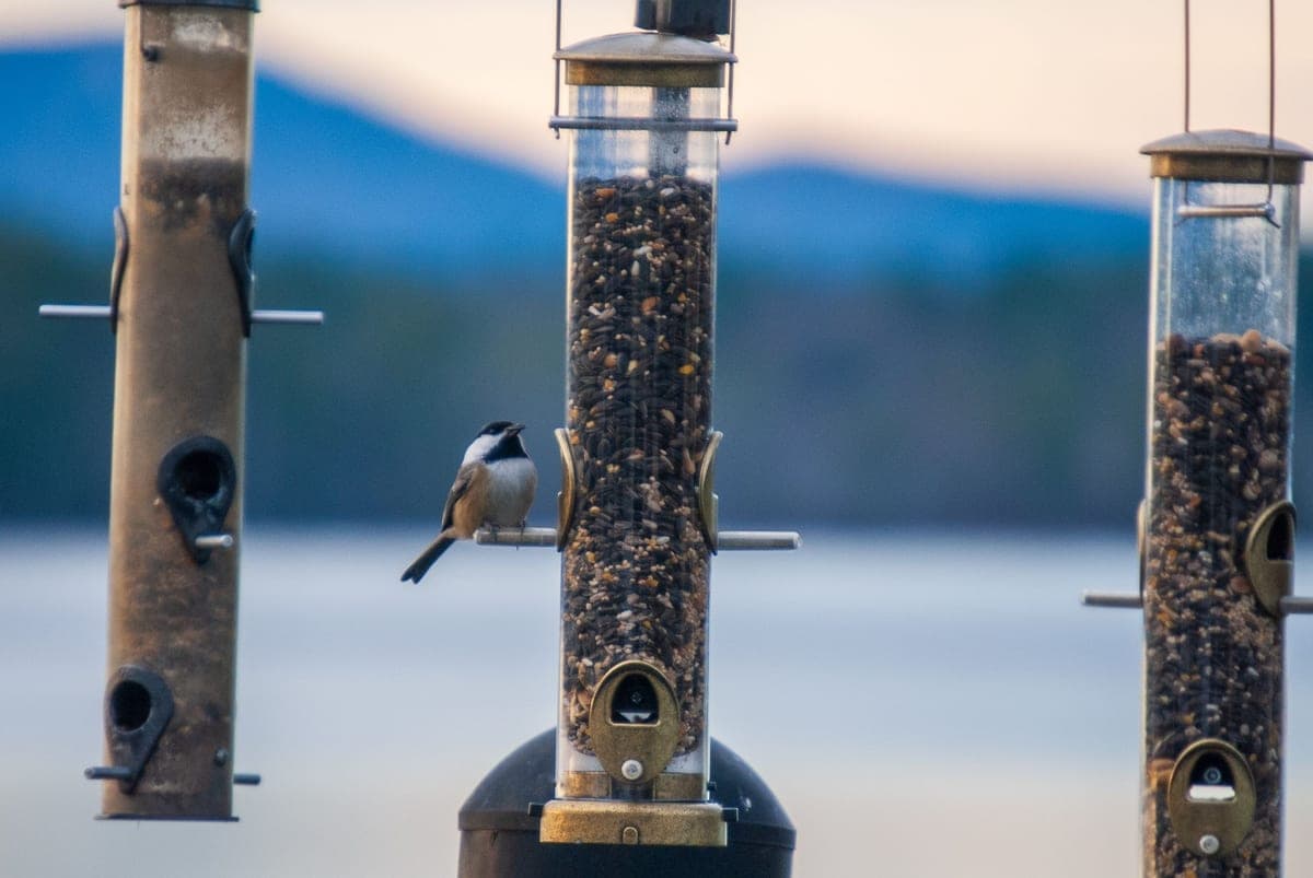 A chickadee feeding at a seed-filled tube feeder