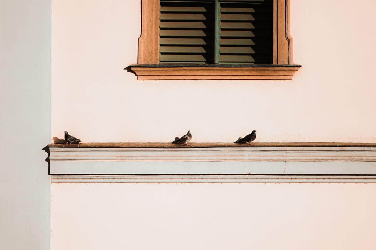 Birds perched on a ledge beneath a window