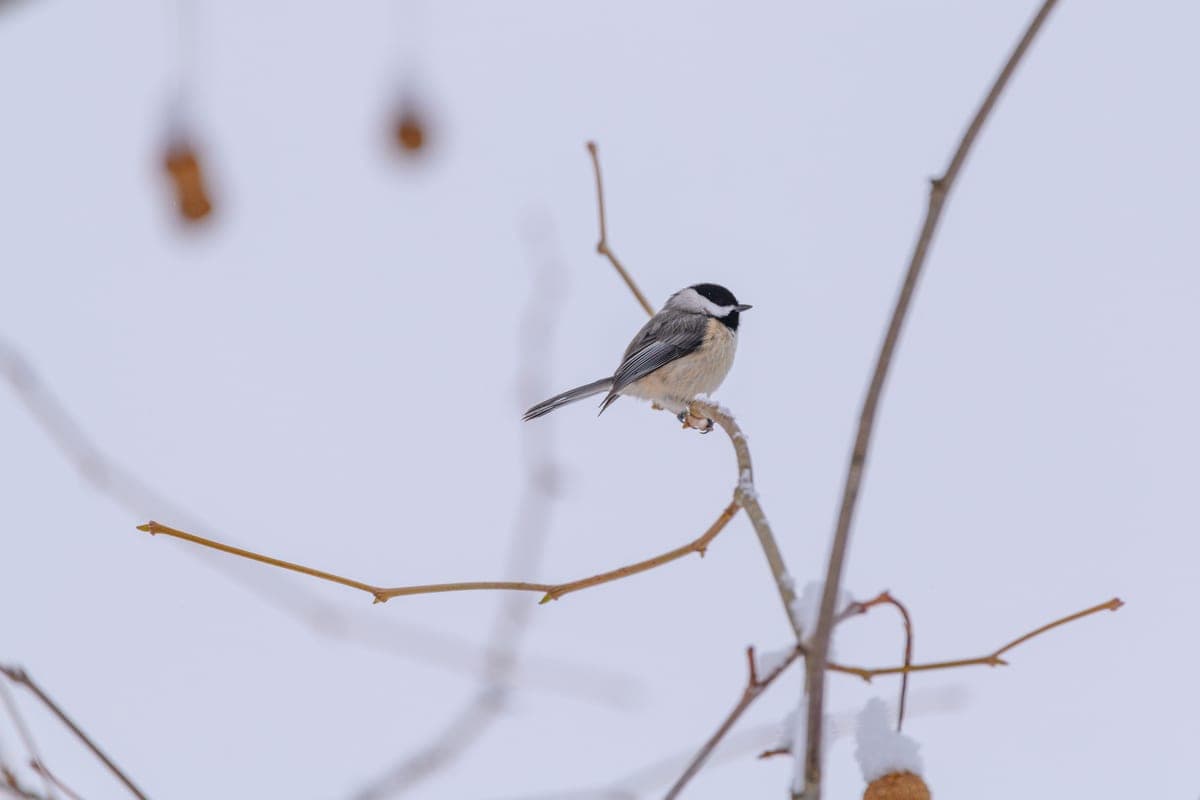 A chickadee perched on a snowy branch in winter