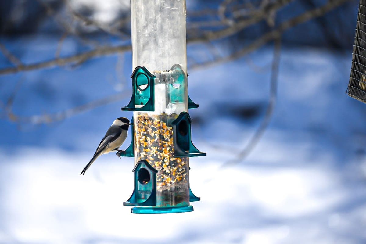 A chickadee perched on a bird feeder against a snowy background