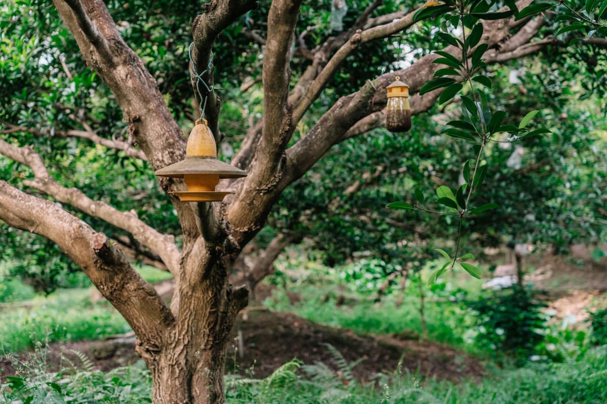 A tranquil scene of hanging bird feeders on a tree amidst a lush green forest, perfect for a natural setting