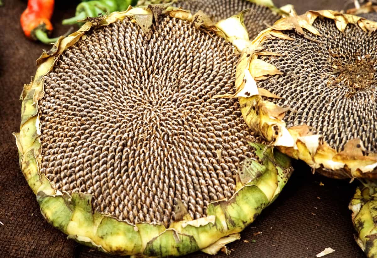 Detailed view of dried sunflower heads and seeds, perfect for agricultural concepts